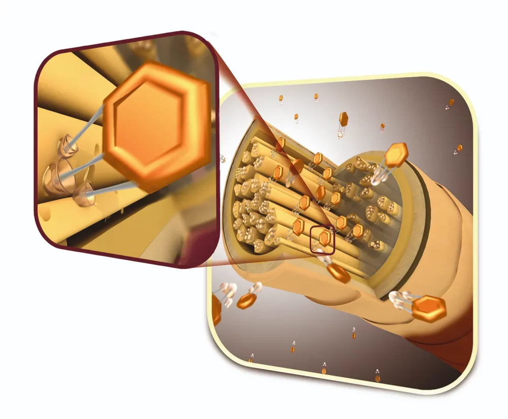 IGORA ZERO AMM, SCHWARZKOPF PROFESSIONAL, tecnología phytolipid, infografía, hebra capilar