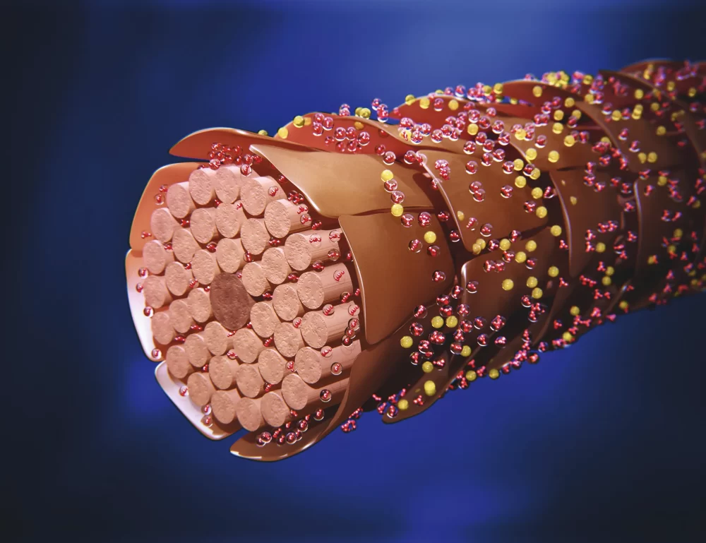 IGORA ZERO AMM, SCHWARZKOPF PROFESSIONAL, tecnología phytolipid, infografía, hebra capilar
