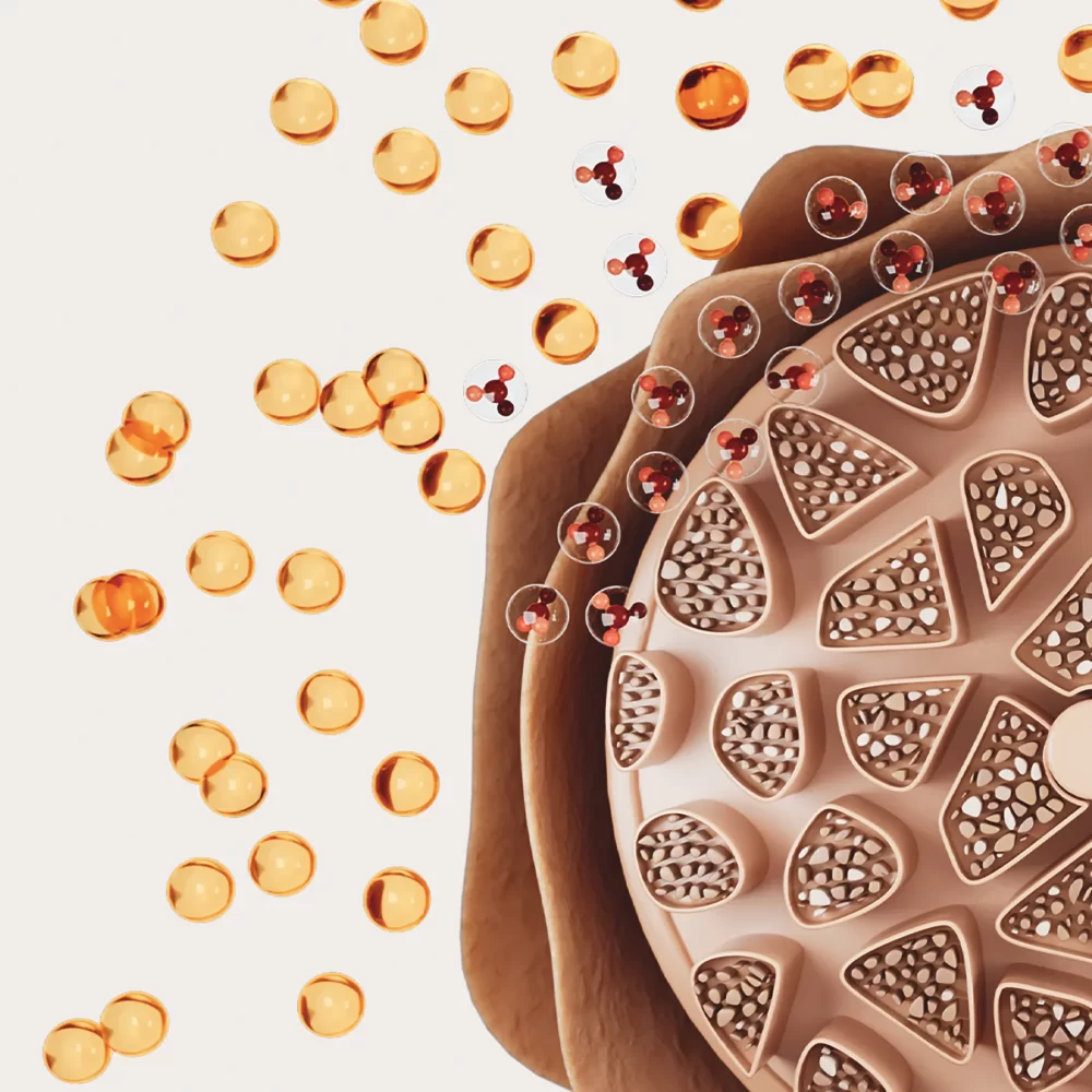 IGORA ZERO AMM, SCHWARZKOPF PROFESSIONAL, tecnología phytolipid, infografía, hebra capilar