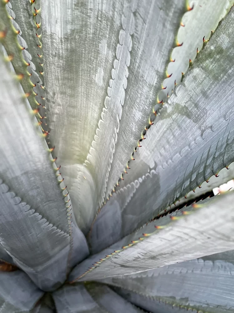 Primer plano de hojas de agave azul, ingrediente principal en líneas de cuidado capilar