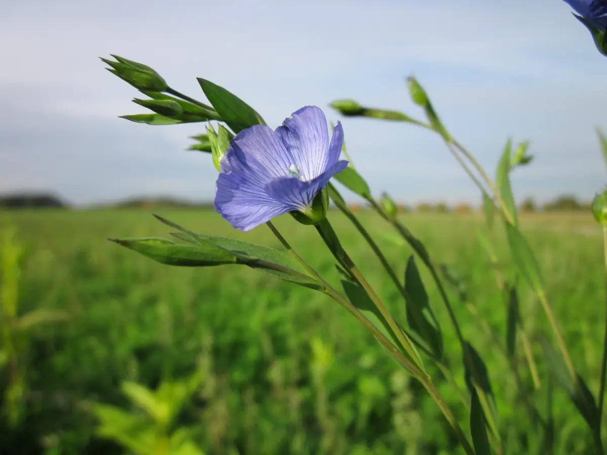planta y flor de lino, stock